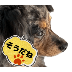 SHOUGN_20260525195858