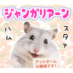 働く！青いジャンガリアンハムスター