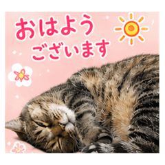 Yamada_20260525200931
