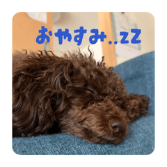 koto_20260525210241