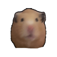 My pet_20260525214743