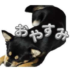 まいまろ