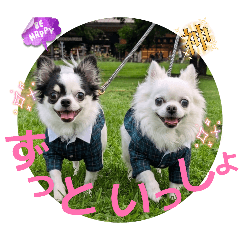 NOANOE_20260526012531