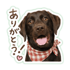 MAI_20260526014111