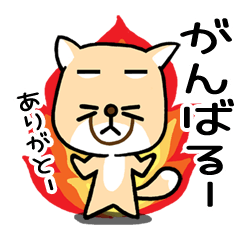 Fox,actually (Vulpes ferrilata)2