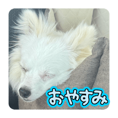 OMOCHI_20260526073403