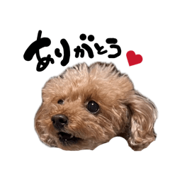 chon_09_20260526100215