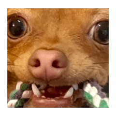 Cute chihuahua stickers COCO