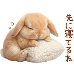 Fluffy Rabbit.5 Netherland Dwarf