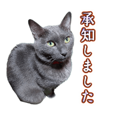 Gray Cat "Hai-chan" Cute Stickers 4