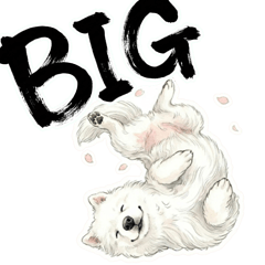 Every day with a Samoyed!