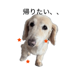 Shy Old Dog_20260526124044
