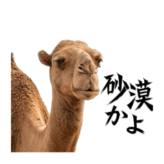 animal stanp_20260526160042