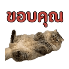 BURI_20260521171902