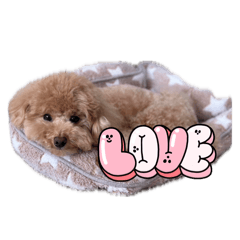 My dog ,love!!
