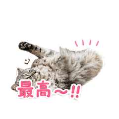 ryuka_20260526173232