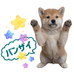 Fluffy Shiba Inu 4