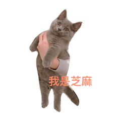 my sesame cat
