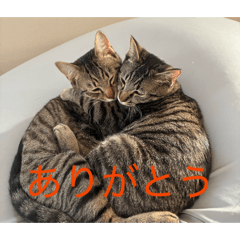 kazuse_20260526224100