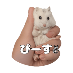 maimai_20260526233402
