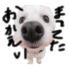 The heartwarming daily life of a dog.