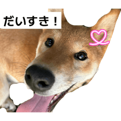 kinako_20260526193148