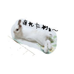 kayo_20260526203356