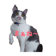 mame_20260526211001