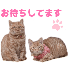 hamumaru_20260527000609