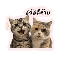 Tang Tang Style_20260429154242