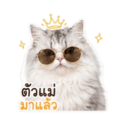 Weenus_20260429161709