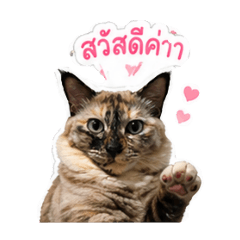 Chole & Vhagar
