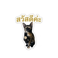 Tiger-baby