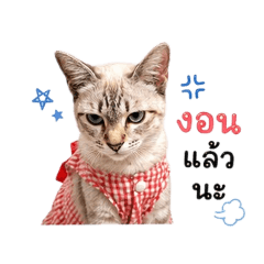 Monthicha_20260429163240