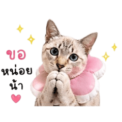 Monthicha_20260429163342