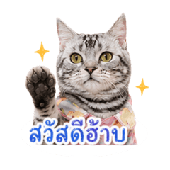 TOFU Cat V.1
