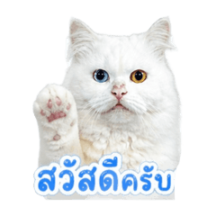 Sittidech_20260429164221