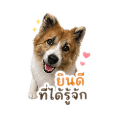 Dekk AAA