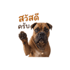 Dog Dog_20260429165615