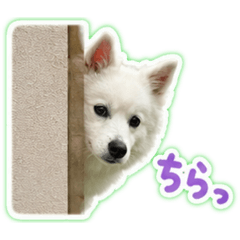 pom_20260526203658