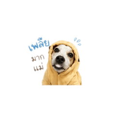 Jajarhaha_20260429165641