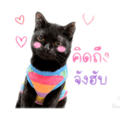 Sayya_20260429173140