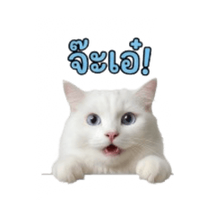 hagaopao
