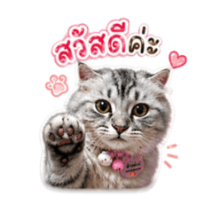 Chompoo_20260429172626