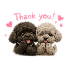 Poodle Lover_20260429174441
