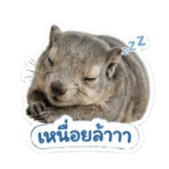 thikhamporn_20260429175347