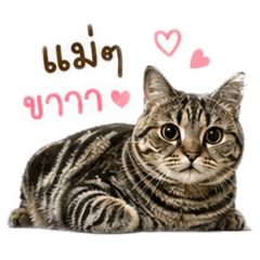 ying211134_20260429175507
