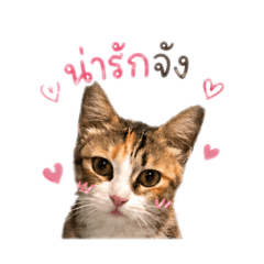Phapawarin_20260429180816