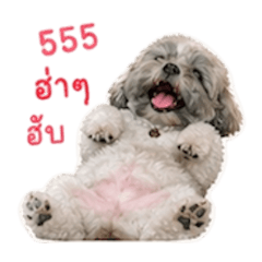 Suwfai_20260429183348