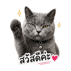 Xufu cat